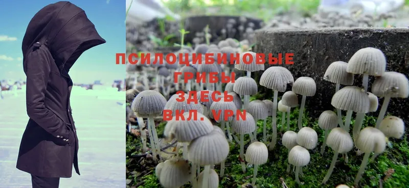 блэк спрут зеркало  Донской  Галлюциногенные грибы MAGIC MUSHROOMS 